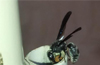 �Assassin� Wasp spotted in Mangaluru